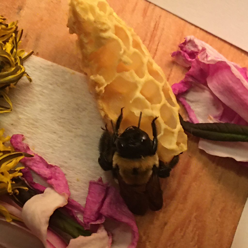 A recovering carpenter bee resting on a piece of honeycomb.