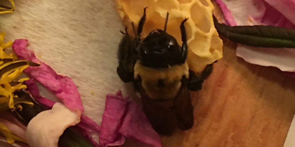 Recovering carpenter bee clinking to a piece of honeycomb