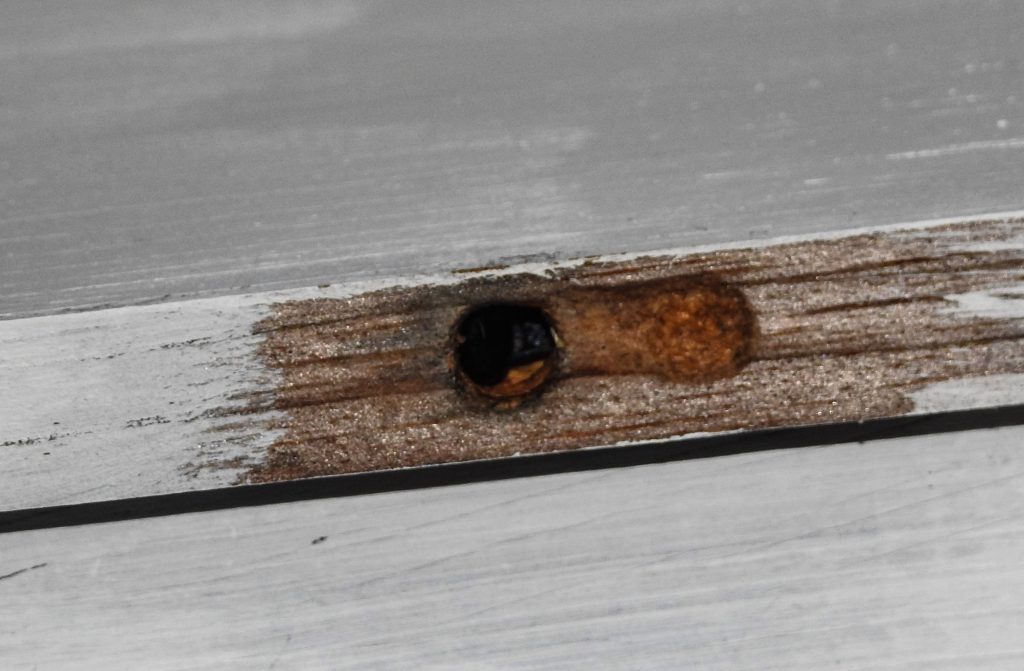 Carpenter bee inside a nest. 