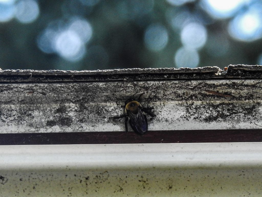 Carpenter bee taking a rest on the side of the house. 